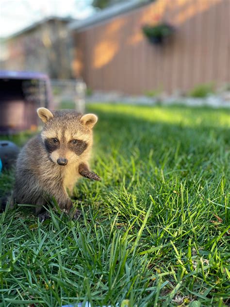 Toradh íomhá ar Hello Neighbour Images