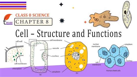 Image result for Cell Structure and Function Class 8 PDF