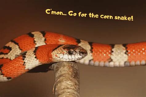 Image result for Ball Python vs Corn Snake