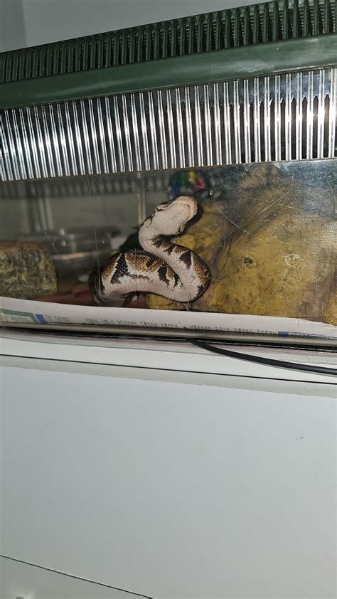 Afbeeldingsresultaten voor Wooden Ball Python Tank