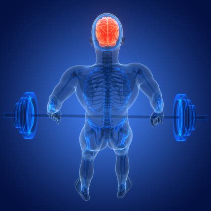 Image result for Brain and Nervous System