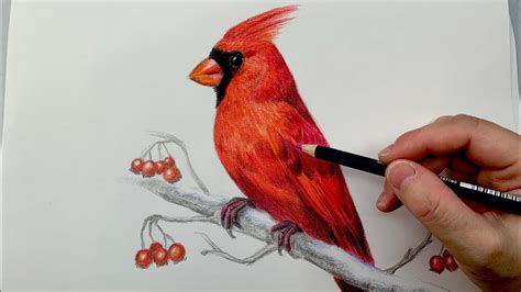Toradh íomhá ar Cardinal Bird Outline Drawing