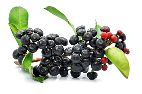 Toradh íomhá ar Java Plum Branch