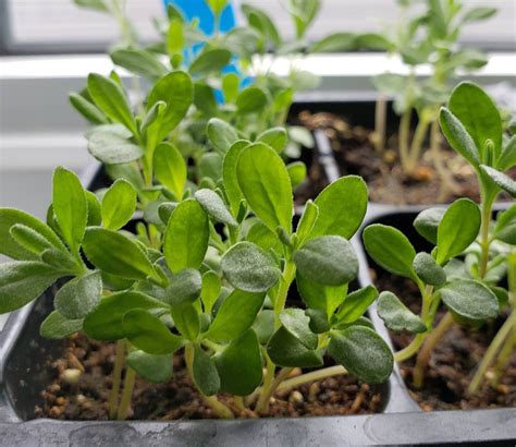 Toradh íomhá ar What Does Netcode Look Like