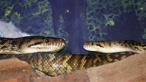 Toradh íomhá ar Cairns Python's