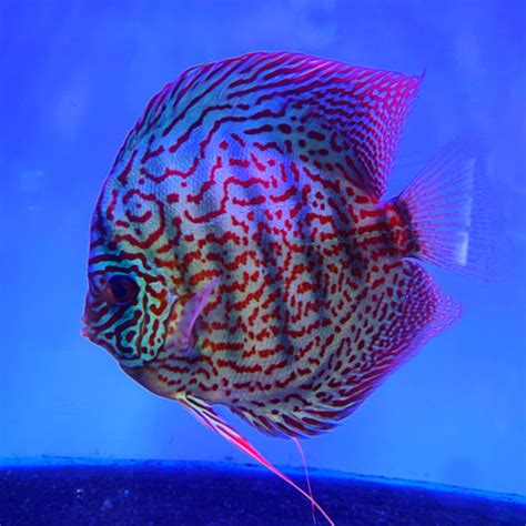 Image result for Purple Dragon Discus Fish