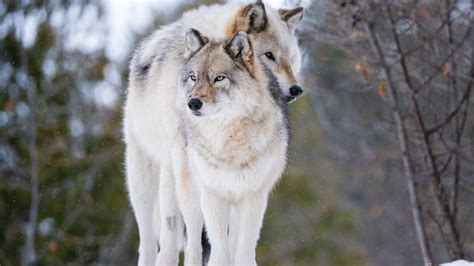 Afbeeldingsresultaten voor Brown Wolves