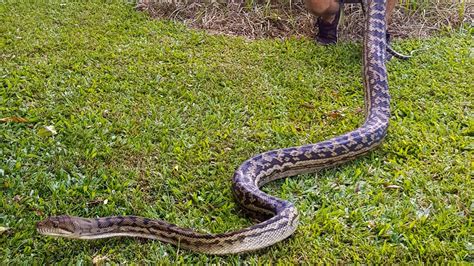 Toradh íomhá ar Cairns Python's