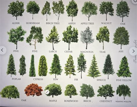 Toradh íomhá ar Realistic Tree ID Roblox
