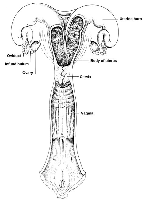 Image result for Reproductive System of Animals