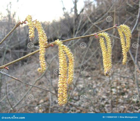 Image result for Spring Bulb Planting Design