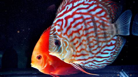 Discus Fish Wallpaper に対する画像結果