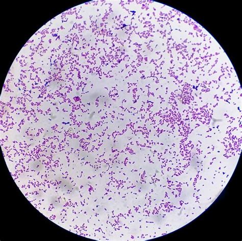 Gram Stain Shapes に対する画像結果