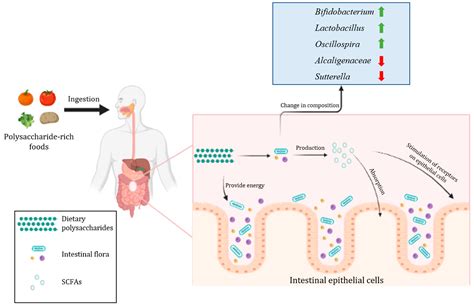 Image result for Digestion of Polysacchride