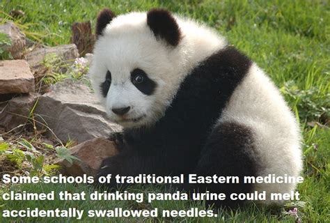 Image result for Giant Panda Food Web Diagram