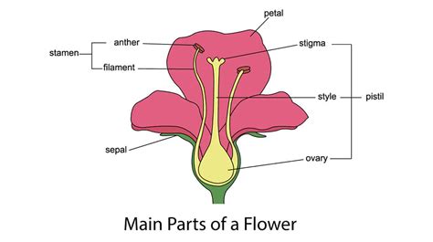 Image result for Flower and Parts