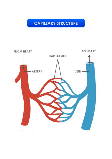 Image result for Capillary in Tissue