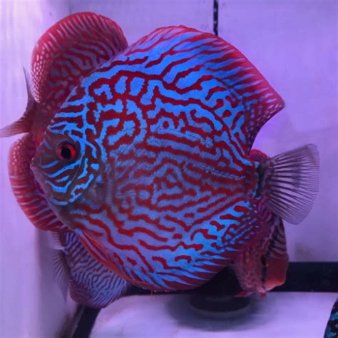 Image result for Red Turquoise Discus