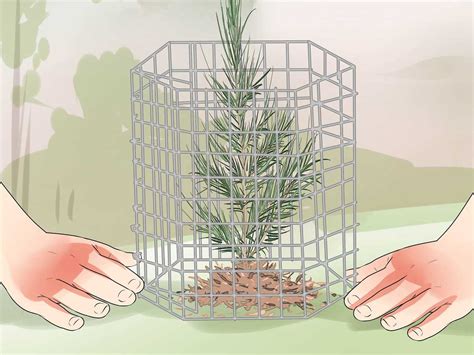 Cottonwood Tree Root System Diagram に対する画像結果