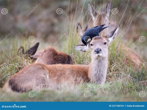 Eet Hind に対する画像結果