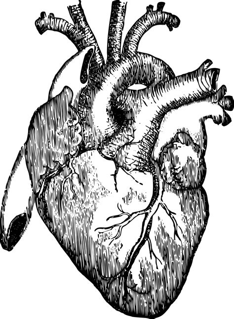 Toradh íomhá ar Heart Hand Reference