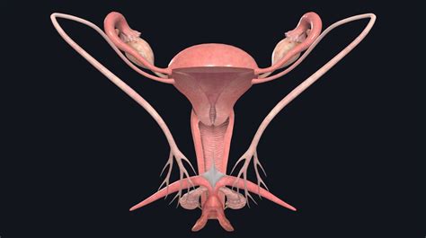 Female Reproductive System Internal and External に対する画像結果