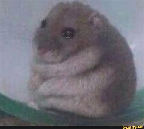 Image result for Sad Hamster Meme