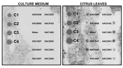 Image result for cDNA Probe