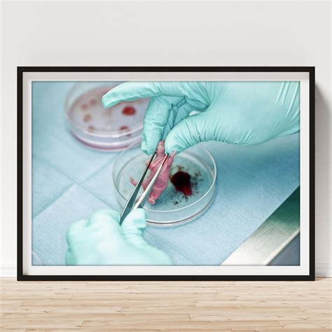 Afbeeldingsresultaten voor Mice Dissection