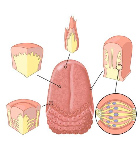 Toradh íomhá ar Filiform Papillae
