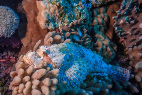 Image result for Bali Sea Life