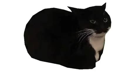 Image result for Evil Maxwell Cat