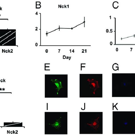 Image result for NCK Primun