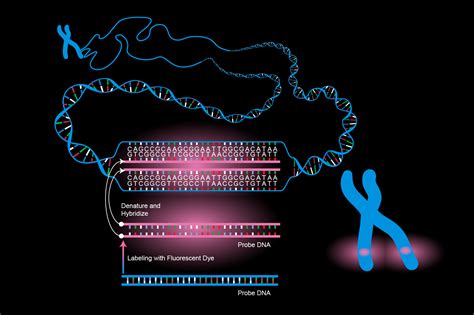 Afbeeldingsresultaten voor In Situ Hybridization