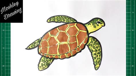 Afbeeldingsresultaten voor Sea Turtle Drawing Steps