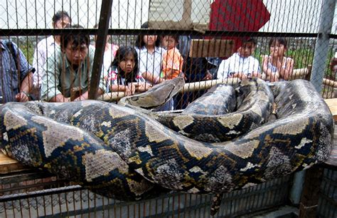 Image result for Reticulated Python Eating Man