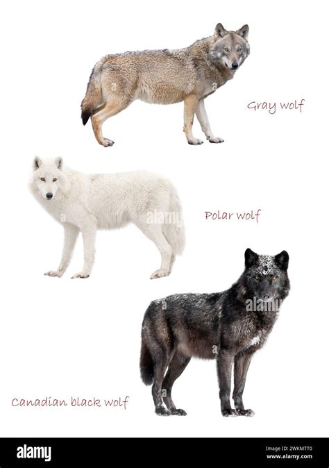 Toradh íomhá ar Kinds of Wolves