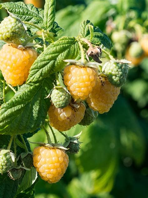 Image result for Gele Frambozen