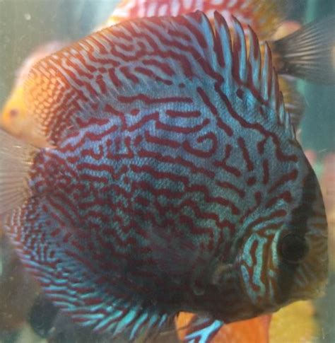 Image result for Purple Dragon Discus Fish