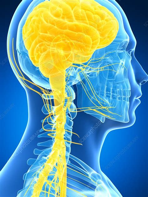Image result for Brain and Nervous System