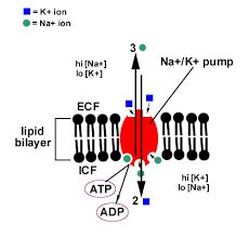 First Principle of Step One in Na に対する画像結果