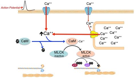 Latch Mechanism Smooth Muscle に対する画像結果