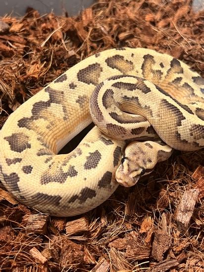 Image result for Disco Ball Python