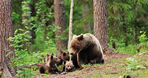 Afbeeldingsresultaten voor Forest Animals Bear