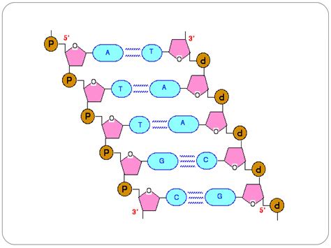 Image result for DNA Structure ND Function