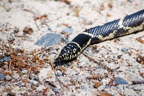Image result for Eastern Kingsnake