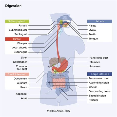 Parts of Digestive System 3D Model-साठीचा प्रतिमा निकाल