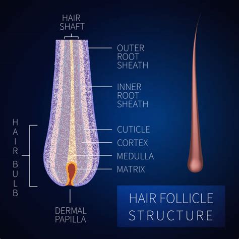 Toradh íomhá ar Hair Follicle Structure Diagram
