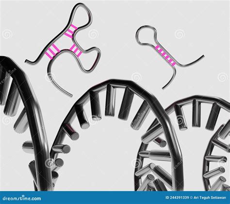 Image result for Stages of Gene Expression