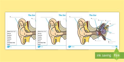 Ear Diagram for Grade 5 Project に対する画像結果